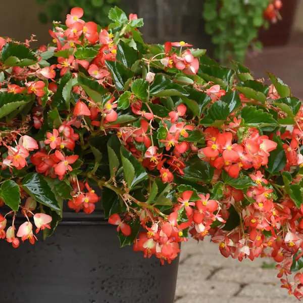 Begonia Hula Red Begonia Hula Red