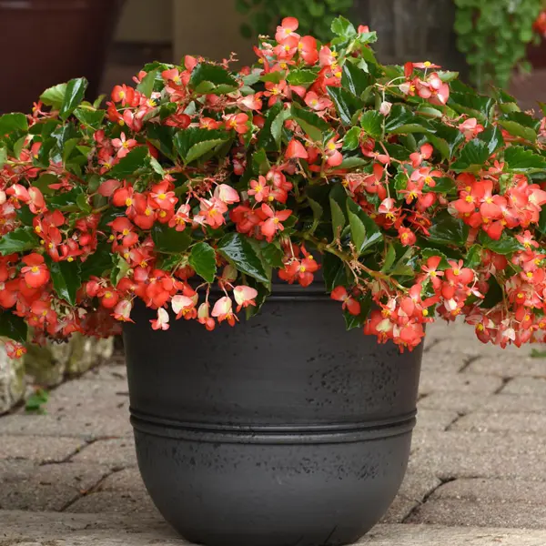 Begonia Hula Red Begonia Hula Red