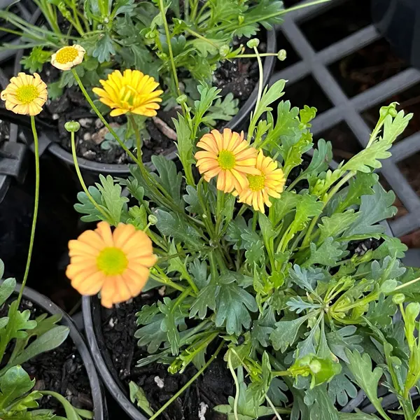 Brachyscome Pacific Sun (Pbr) Brachyscome Pacific Sun (Pbr)