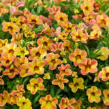 Calibrachoa Calipetite Apricot Dream Calibrachoa Calipetite Apricot Dream