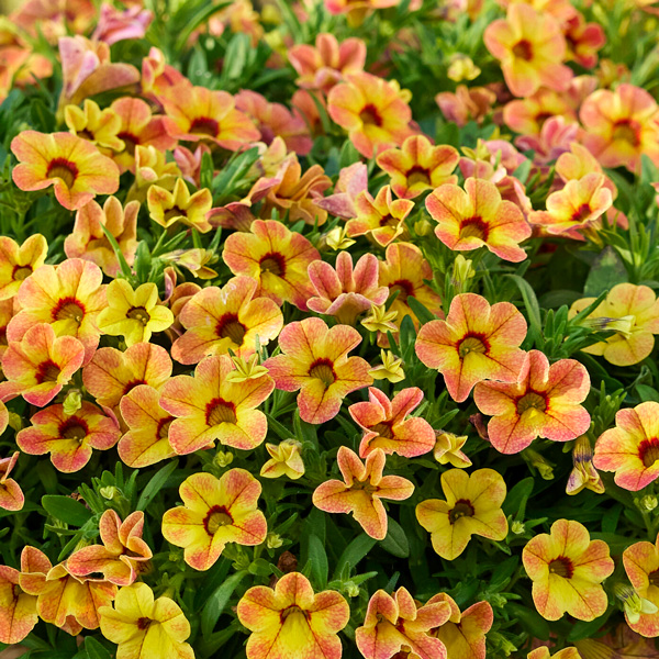 Calibrachoa Calipetite Apricot Dream Calibrachoa Calipetite Apricot Dream