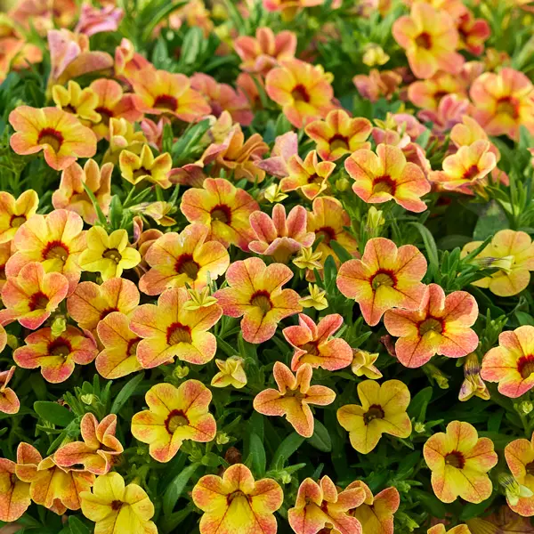 Calibrachoa Calipetite Apricot Dream Calibrachoa Calipetite Apricot Dream