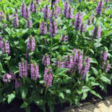 Catmint – Nepeta Pink Cat Catmint – Nepeta Pink Cat