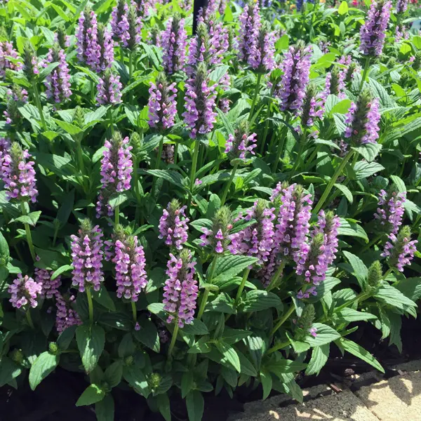 Catmint – Nepeta Pink Cat Catmint – Nepeta Pink Cat