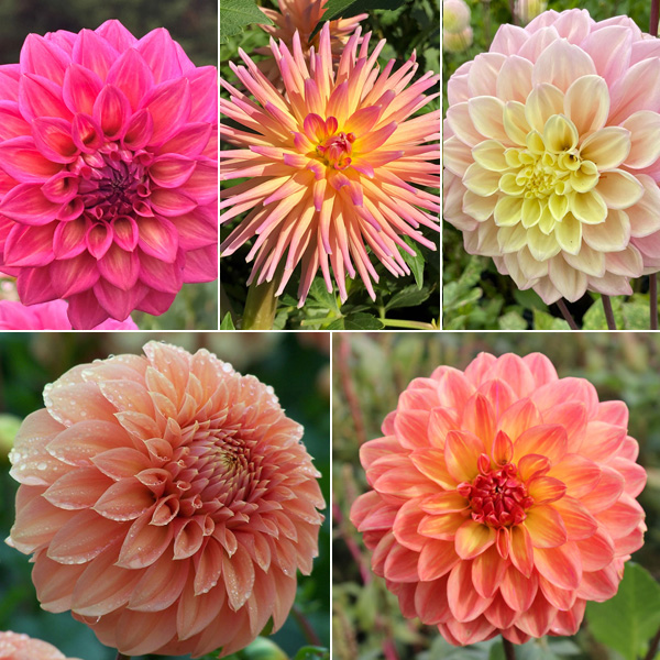 Dahlia Champagne Blush Collection Dahlia Champagne Blush Collection