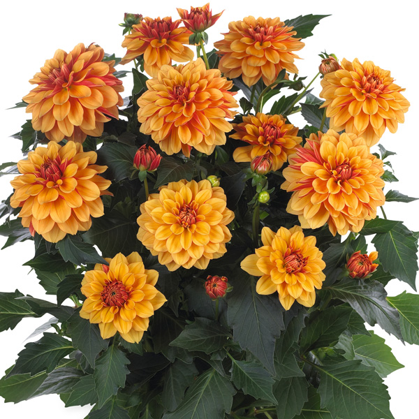Dahlia Hypnotica Bronze Bicolour Dahlia Hypnotica Bronze Bicolour