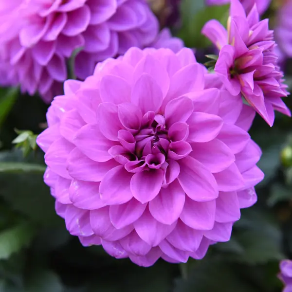 Dahlia Hypnotica Lavender