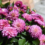 Dahlia Hypnotica Purple Bicolour Dahlia Hypnotica Purple Bicolour