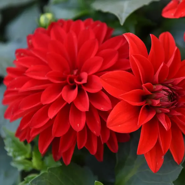 Dahlia Hypnotica Red Dahlia Hypnotica Red