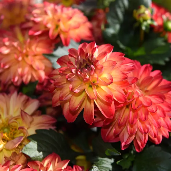 Dahlia Hypnotica Tequila Sunrise Dahlia Hypnotica Tequila Sunrise