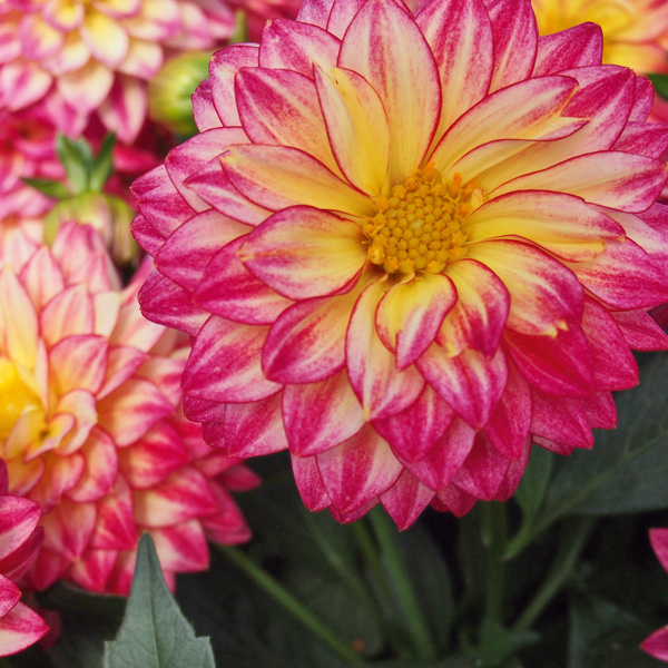 Dahlia Hypnotica Tropical Breeze Dahlia Hypnotica Tropical Breeze