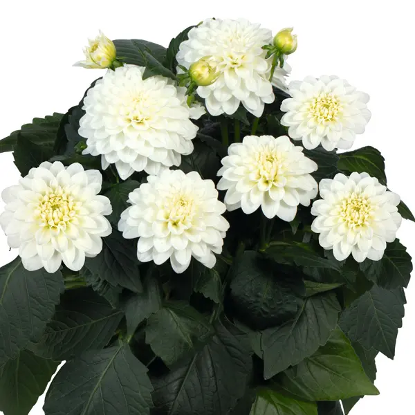 Dahlia Hypnotica White Dahlia Hypnotica White