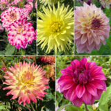 Dahlia Moscato Magic Collection 2026 Coldahmmg - Garden Express Australia