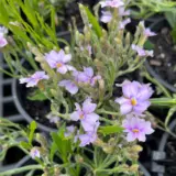 Dampiera Pink Whisper P14dampwh - Garden Express Australia