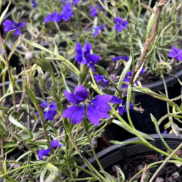 Dampiera Violet Princess Dampiera Violet Princess