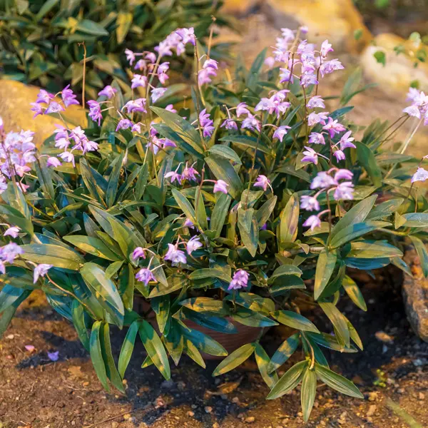 Dendrobium Orchid Pink Dendrobium Orchid Pink