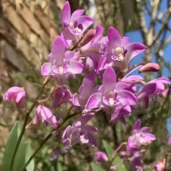 Dendrobium Orchid Pink Dendrobium Orchid Pink