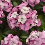 Dianthus Dart Pink Magician Dianthus Dart Pink Magician
