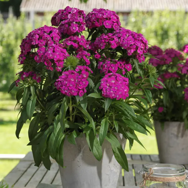 Dianthus Dart Purple Dianthus Dart Purple