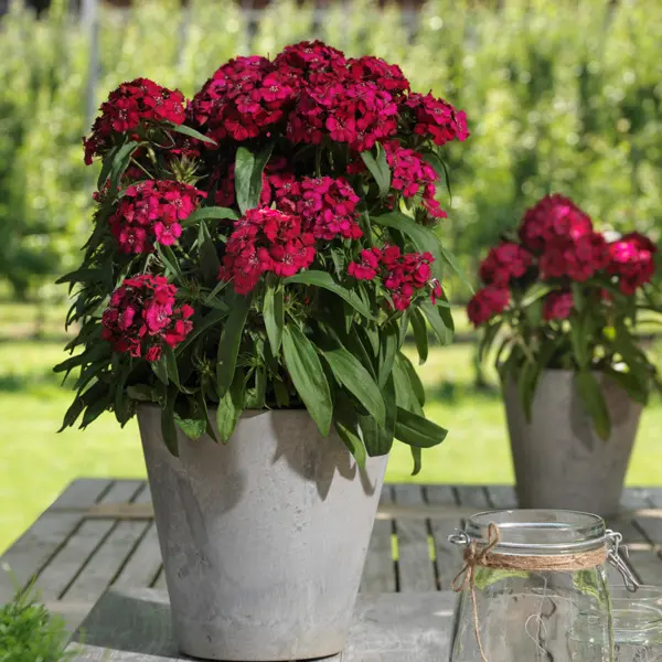 Dianthus Dart Raspberry Dianthus Dart Raspberry