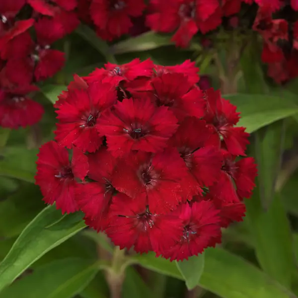 Dianthus Dart Raspberry Dianthus Dart Raspberry