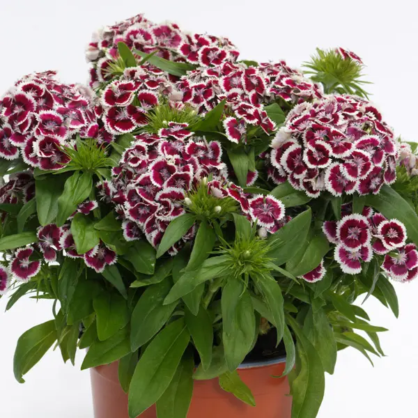 Dianthus Dart Red White Picotee Dianthus Dart Red White Picotee