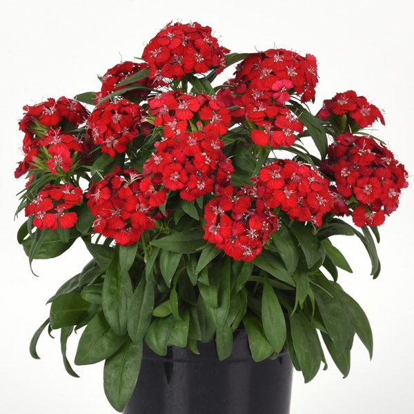 Dianthus Dart Scarlet Dianthus Dart Scarlet