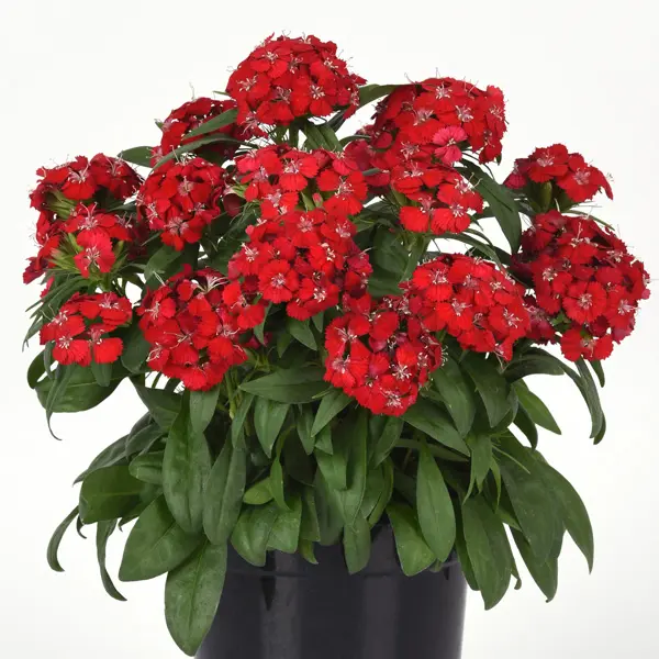 Dianthus Dart Scarlet Dianthus Dart Scarlet