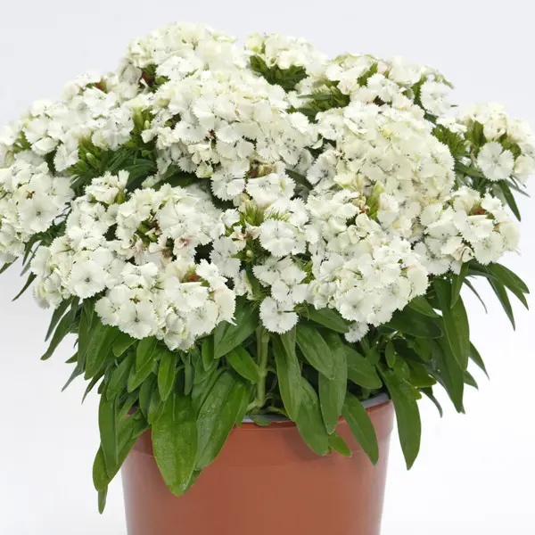Dianthus Dart White Dianthus Dart White