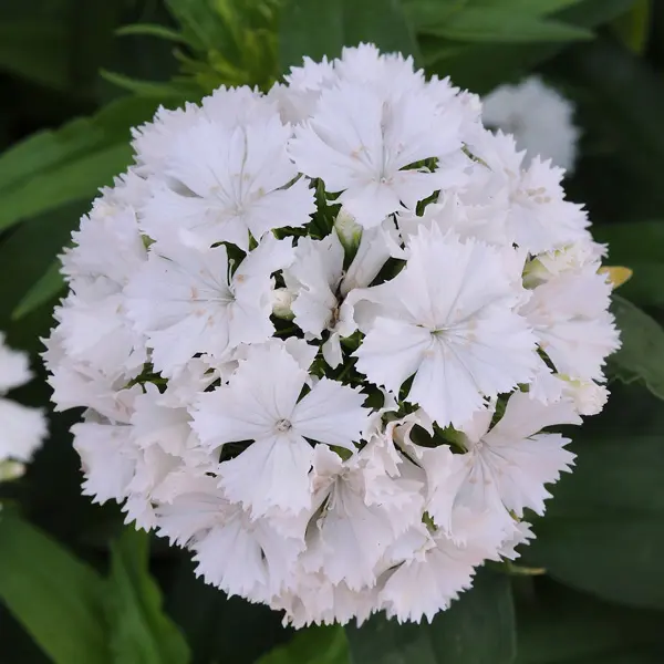 Dianthus Dash White Dianthus Dash White
