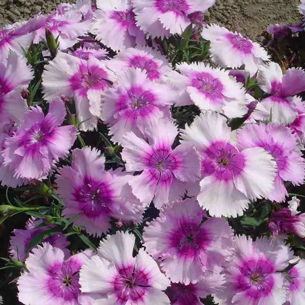 Dianthus Lavender Dianthus Lavender