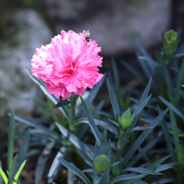 Dianthus Mrs Sinkins Cottage Pink Dianthus Mrs Sinkins Cottage Pink