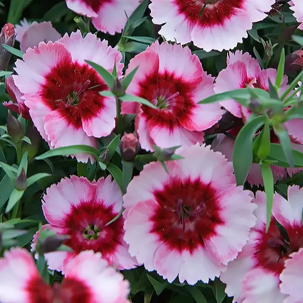 Dianthus Parfait Raspberry Dianthus Parfait Raspberry