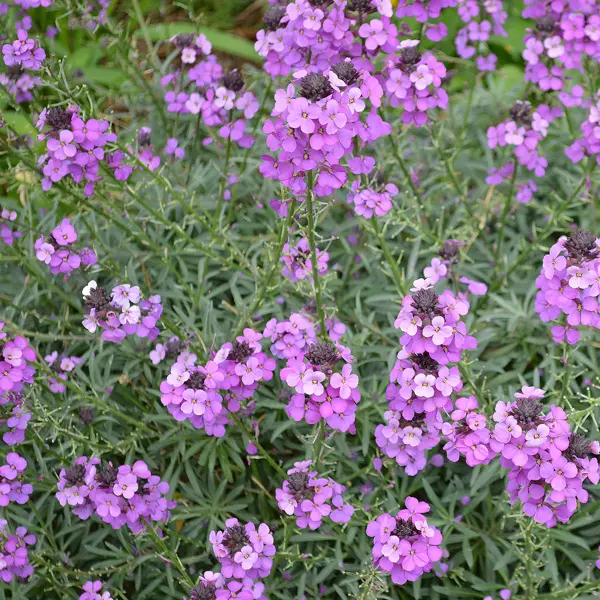 Erysimum Winter Joy Erysimum Winter Joy