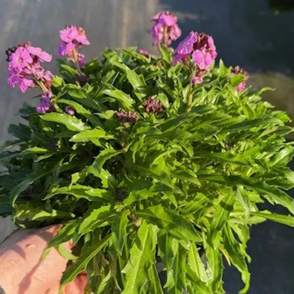 Erysimum Winter Joy Erysimum Winter Joy