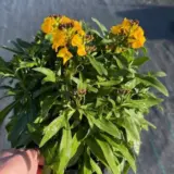 Erysimum Winter Power Erysimum Winter Power