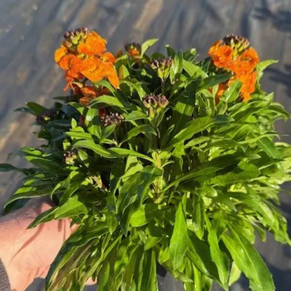 Erysimum Winter Spice Erysimum Winter Spice