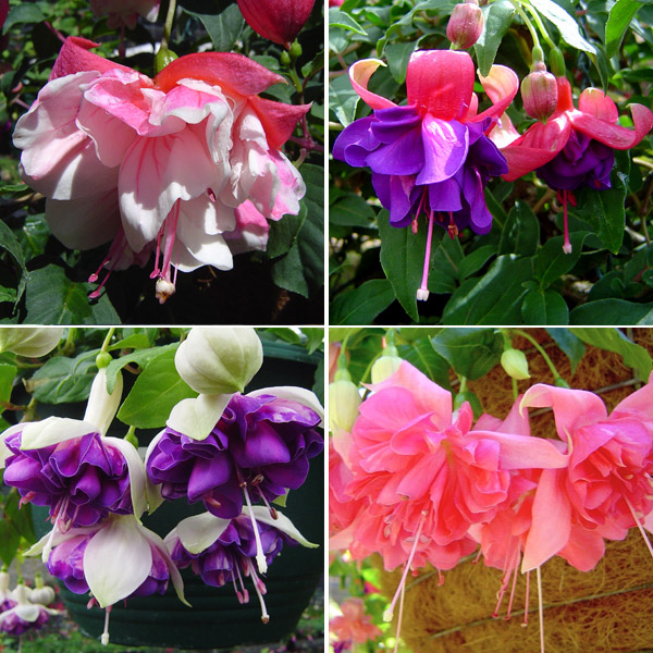 Fuchsia Double Basket Collection 3 Fuchsia Double Basket Collection 3