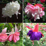 Fuchsia Double Basket Collection 4 Fuchsia Double Basket Collection 4