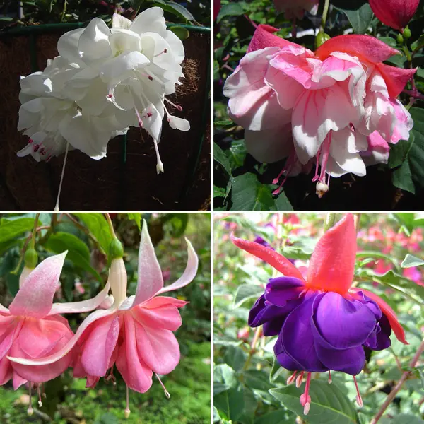 Fuchsia Double Basket Collection 4 Fuchsia Double Basket Collection 4