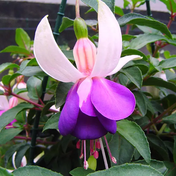 Fuchsia Single Basket Or Pots Collection 2 Fuchsia Single Basket Or Pots Collection 2