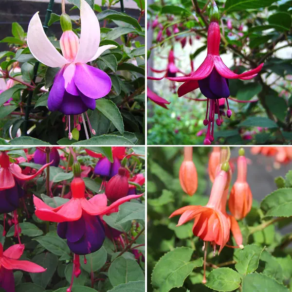 Fuchsia Single Basket Or Pots Collection 2 Fuchsia Single Basket Or Pots Collection 2