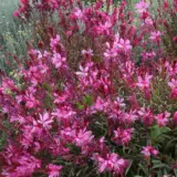 Gaura Belleza Dark Pink P68gaubdp - Garden Express Australia