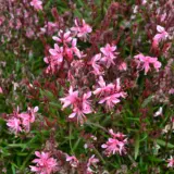 Gaura Belleza Pink P68gaubpi - Garden Express Australia