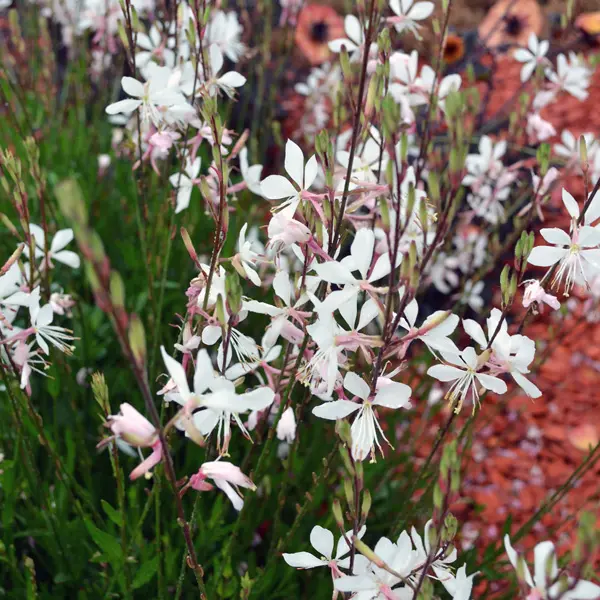 Gaura Belleza White 68mm Gaura Belleza White 68mm