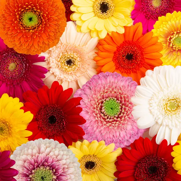 Gerbera Mixed Gerbera Mixed