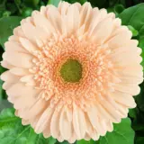 Gerbera Noblesse Plagernob - Garden Express Australia