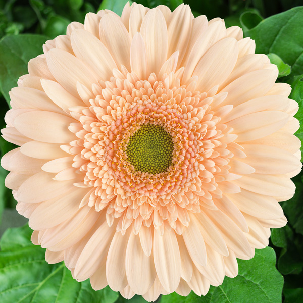 Gerbera Noblesse Gerbera Noblesse