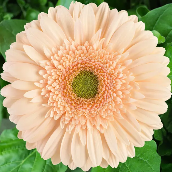 Gerbera Noblesse Gerbera Noblesse
