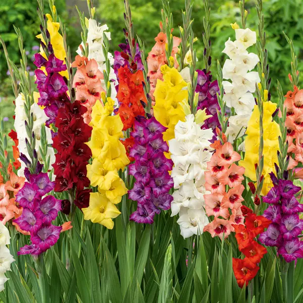 Glamini Gladioli Mixed Glamini Gladioli Mixed